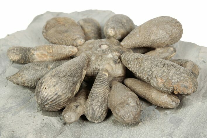 2.35" Jurassic Fossil Urchin (Firmacidaris) - Amellago, Morocco